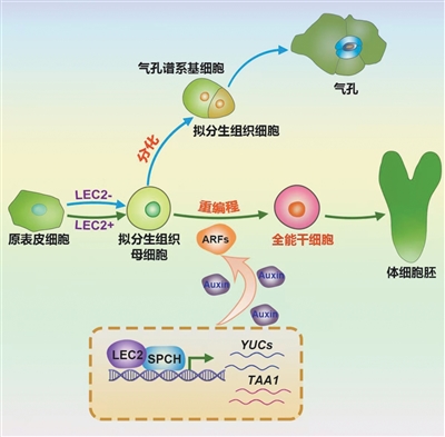 单个体细胞这样发育成完整植株（探一线）