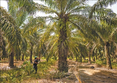 土地回归“大自然节律” 农民拥有“绿色增收源”（第一现场）