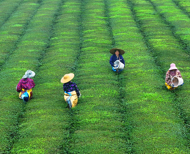 江西泰和：茶园施肥管护忙