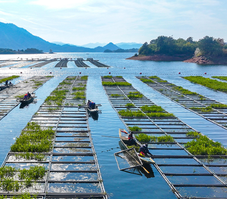 浙江淳安：湖上菜园“整地”忙
