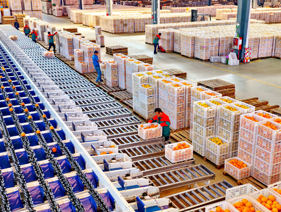 江西安远：智能选果助力脐橙热销