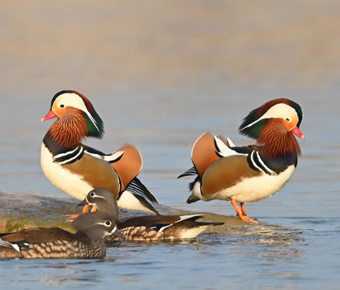 山东青州：鸳鸯戏水