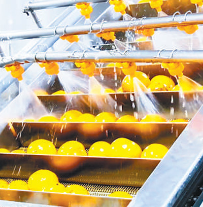 小柚子长成大产业（乡村观察）