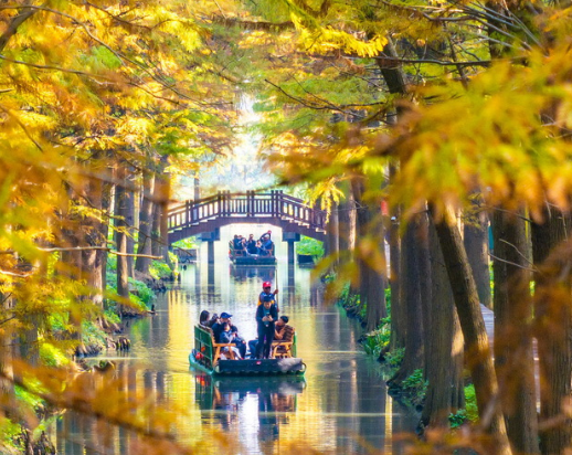 江苏兴化：湿地公园冬景如画