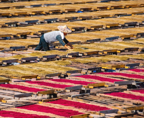 福建永春：冬日晒香