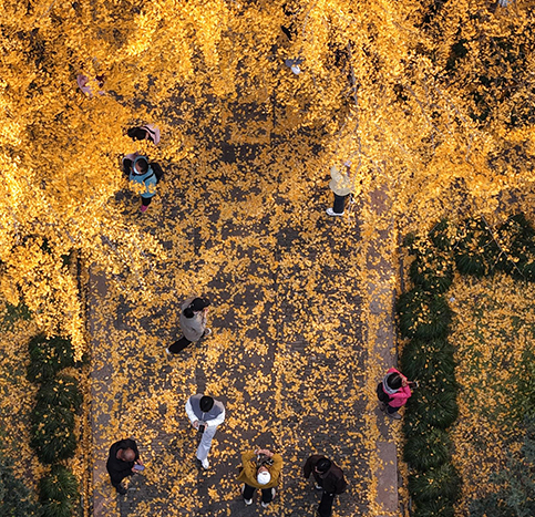 江苏扬州：初冬赏银杏