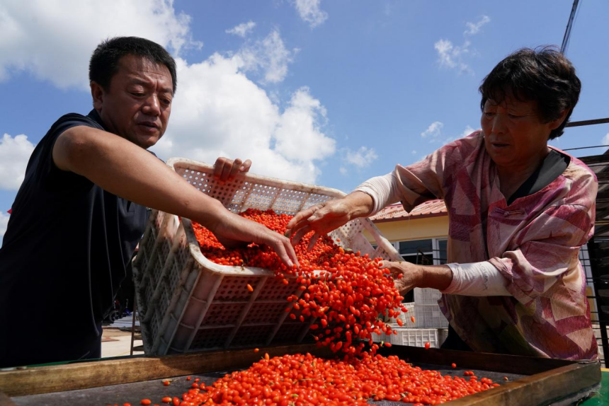 真的没想到丨从“燕山八味”到十亿产业  青龙道地药材何以“出山”？
