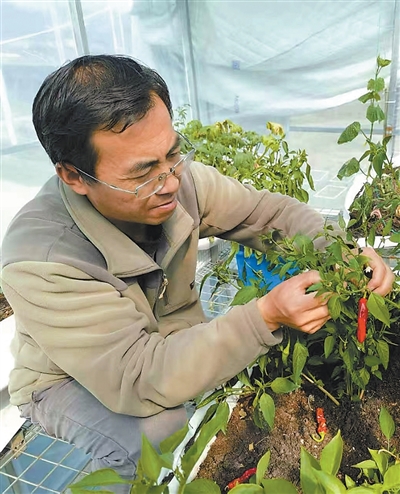 西藏农牧大学教授王忠红潜心研发庭院蔬菜温棚技术——  让高原农牧民一年四季吃上新鲜菜（守望）