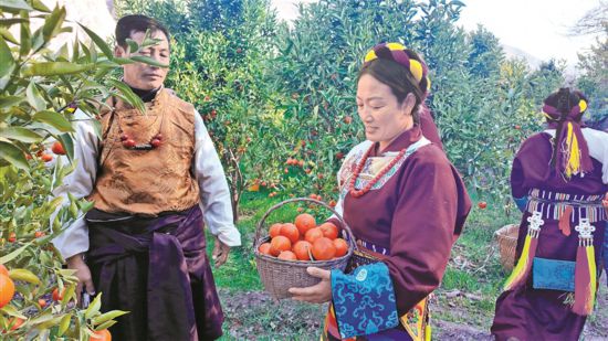 让康巴蜜橘变致富“金果”