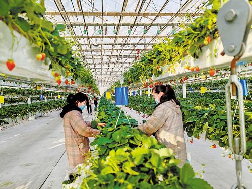 在雄安，看见农业的未来