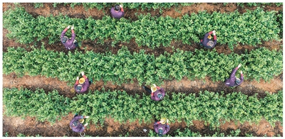 立春过后抢采早春茶（侨乡新貌）