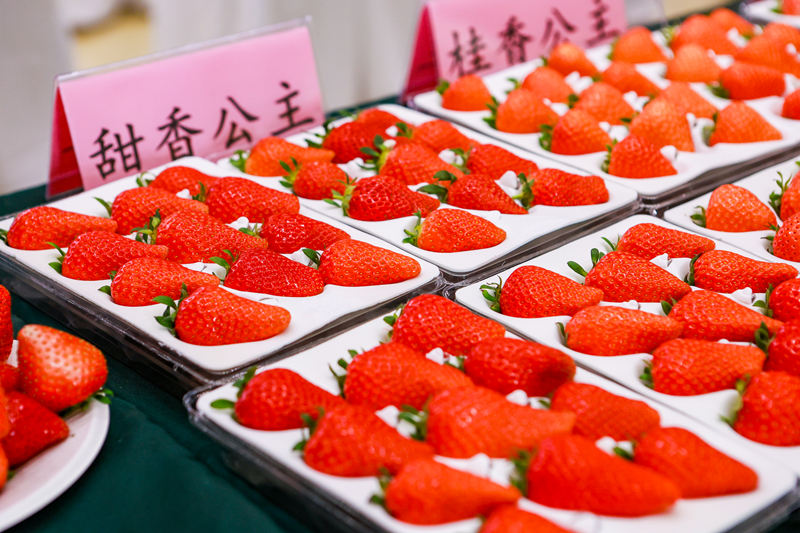 “北京草莓之星”评选规模创新高！第七届昌平草莓节拉开帷幕
