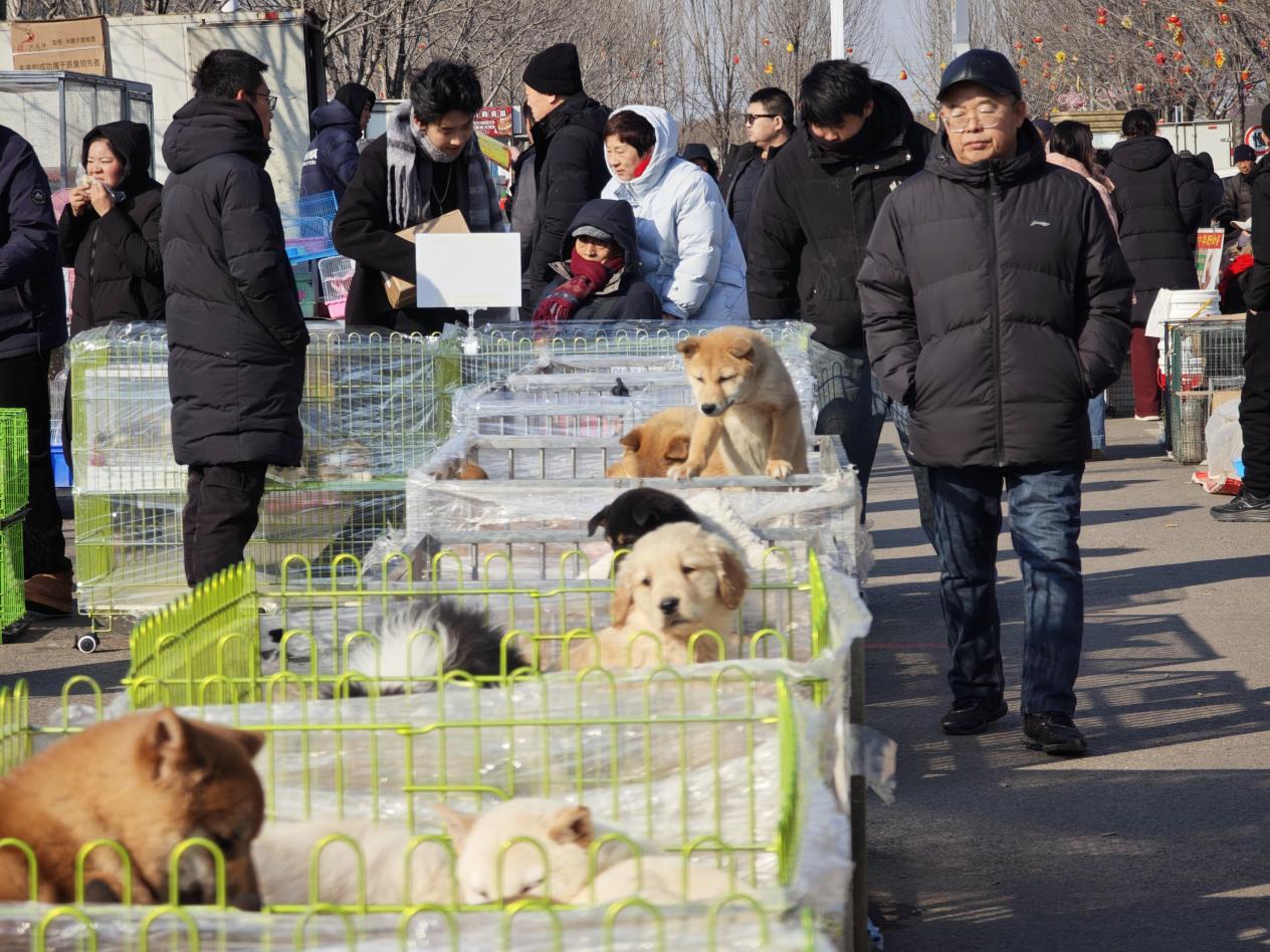 新春走基层｜“毛孩子”带火小镇经济