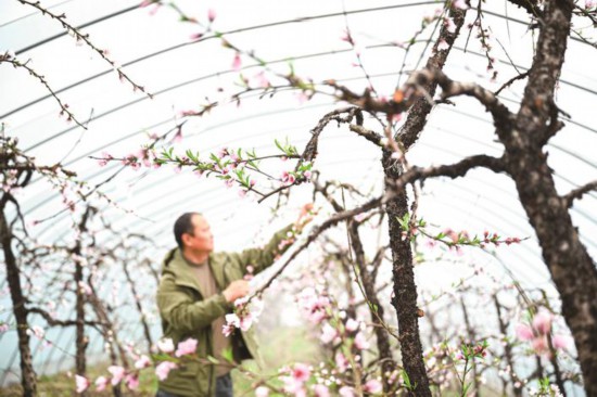 一棚春色关不住 满树桃花待丰收