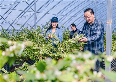 蓝莓花开春意浓