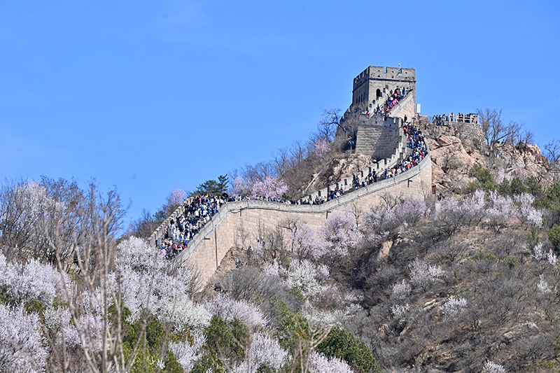 长城醒山季启幕 北京延庆向游客发出春日邀约