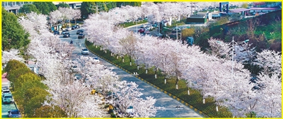 花海中 赴春约（新时代画卷）