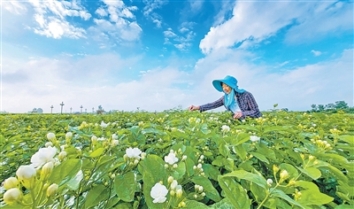 全球每10朵茉莉花6朵来自广西横州（探访）